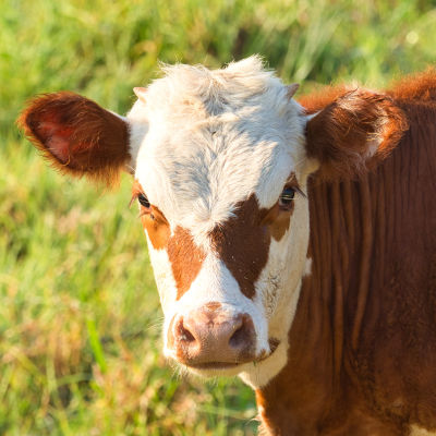 A close-up of a brown and white cow standing in a green pasture, bathed in sunlight. The cow looks directly at the camera, providing a clear view of its expressive eyes and distinctive facial markings.