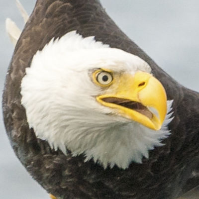 Close-up of a bald eagle with a stark white head and yellow beak, its eyes intensely focused.