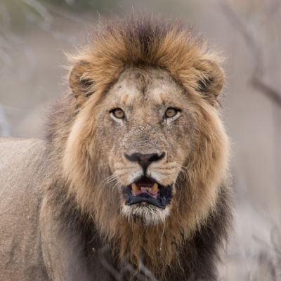 A close-up photograph of an adult lion with a majestic mane, staring intently at the camera, its mouth slightly agape in a natural habitat.