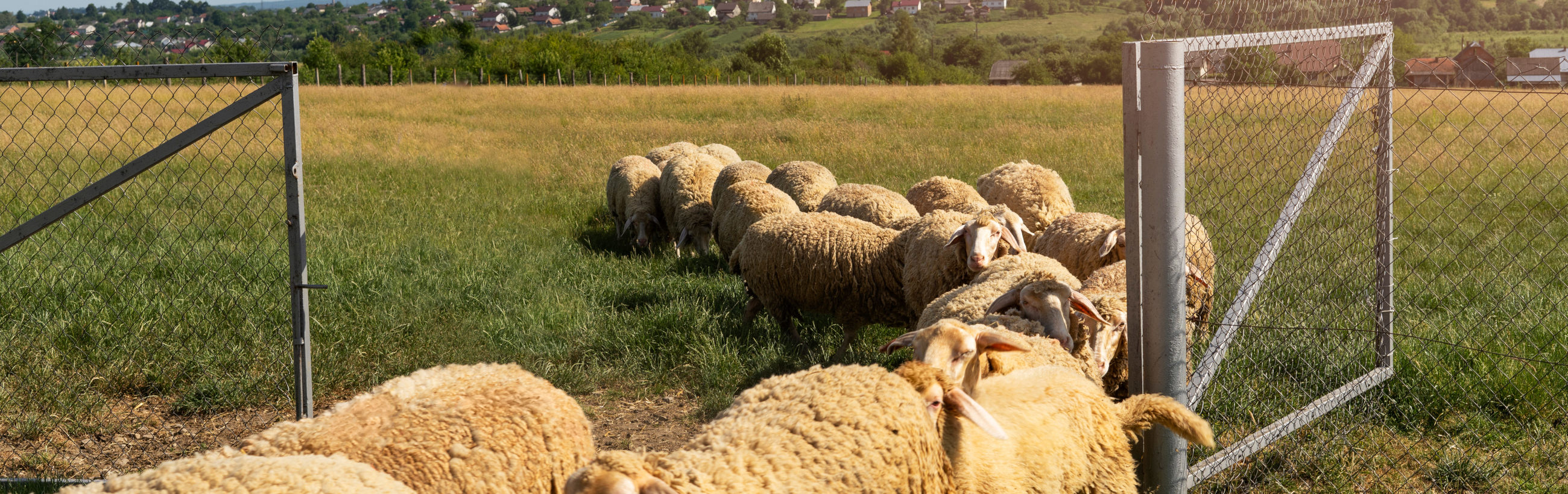 A flock of sheep grazing on a lush green field, enclosed by a metal gate, with a rural landscape and residential houses in the background under a clear sky.
