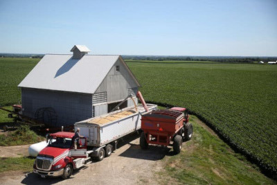 A rural farm scene featuring an expansive green crop field under a clear blue sky. A gray barn with a ventilated roof stands next to a line of trucks, including a red one, in the process of loading or unloading grain.