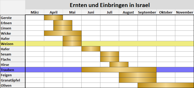 Tabelle zeigt die Ernte- und Einbringzeiten verschiedener Kulturen in Israel über die Monate März bis November. Zu den dargestellten Feldfrüchten gehören Gerste, Erbsen, Linsen, Wicke, Hafer, Weizen, Sesam, Flachs, Hirse, Trauben, Feigen, Granatäpfel und Oliven. Die Erntezeiten sind farblich markiert, wobei unterschiedliche Farbtöne die Start- und Endzeiten der Ernteaktivitäten anzeigen.