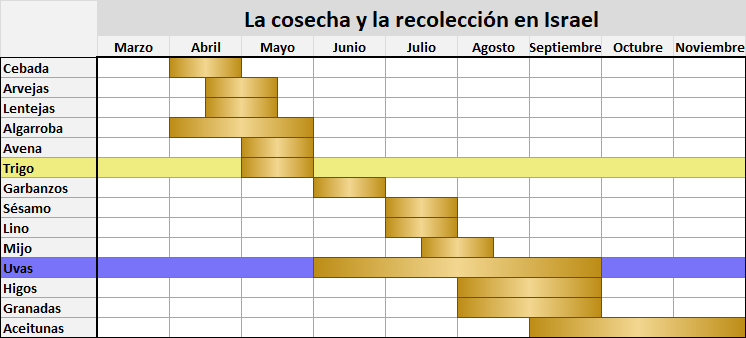Gráfico de calendario que muestra la cosecha y recolección de diferentes cultivos en Israel a lo largo de los meses, desde marzo hasta noviembre. Los cultivos listados incluyen cebada, arvejas, lentejas, algarroba, avena, trigo, garbanzos, sésamo, lino, mijo, uvas, higos, granadas y aceitunas, destacados con colores que indican los meses de actividad.