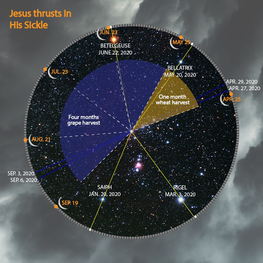 A graphical celestial chart showing a starry sky as observed from Earth. Notable stars like Betelgeuse, Bellatrix, Saiph, and Rigel are marked with their observation dates in 2020. Sections of the chart are highlighted to indicate specific periods related to celestial observations, like "Four months grape harvest" and "One month wheat harvest". This representation might correspond to biblical celestial events, avoiding specific astrological terminology.
