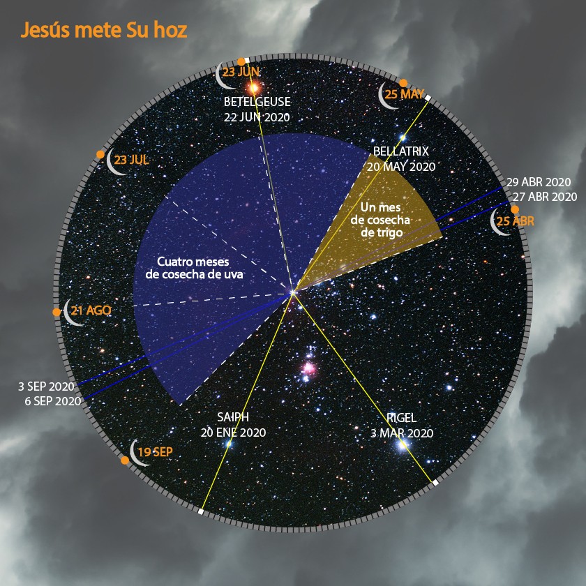 Una carta celeste ilustrada que muestra estrellas y constelaciones prominentes con texto superpuesto en español, indicando fechas específicas y períodos agrícolas relacionados con las cosechas de uva y trigo. La carta tiene un formato circular con fechas y nombres de estrellas como Betelgeuse, Bellatrix, Saiph y Rigel marcados en puntos específicos.