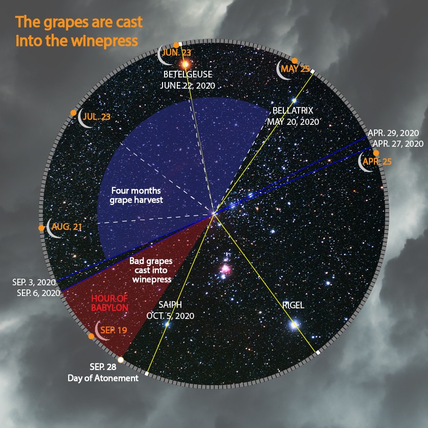 An illustrative celestial map representing a timeline with significant dates and events, plotted against a backdrop of stars. Notable stars like Betelgeuse, Bellatrix, Saiph, and Rigel are labeled along the edges of a circular diagram, which is divided into different colored sections each representing a phase in an agricultural metaphor about grapes. Texts such as "The grapes are cast into the winepress" and "Four months grape harvest" describe events in relation to specific dates and celestial positions, avoiding direct astrological references.