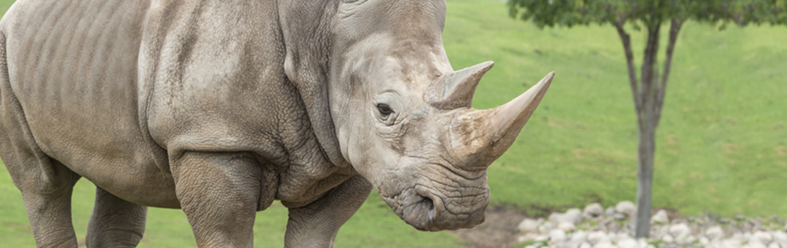A large rhinoceros stands majestic in a lush green field, with textured skin and prominent horns, near a single tree under a clear sky.