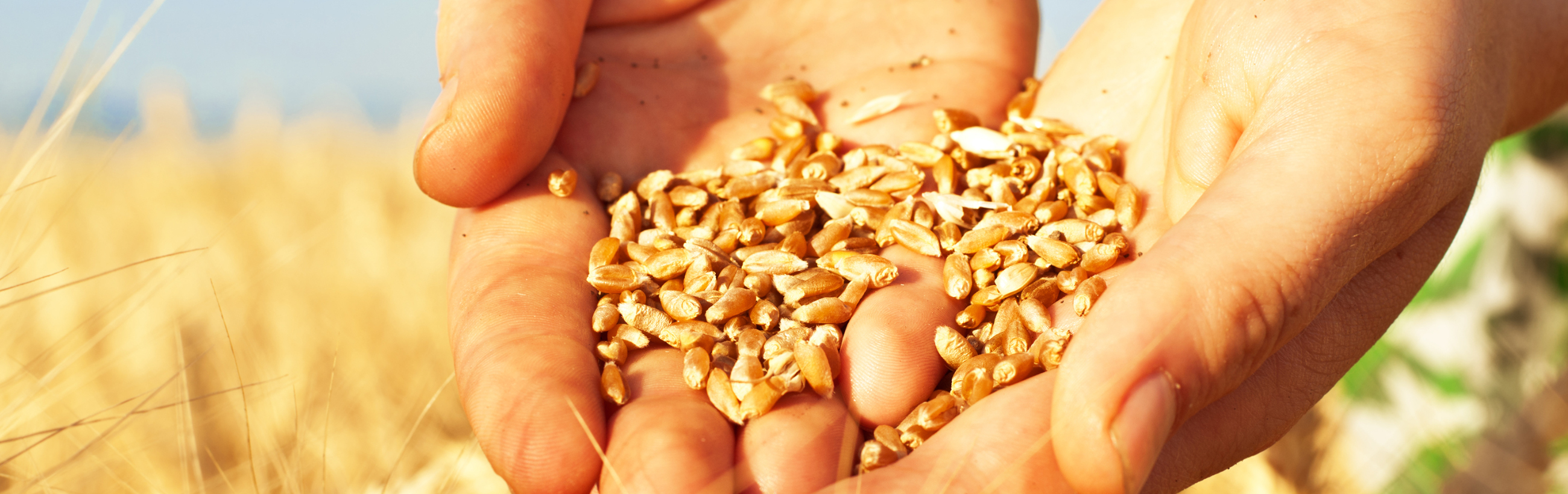 A pair of hands cupped together holding wheat kernels, with a blurred golden wheat field in the background.