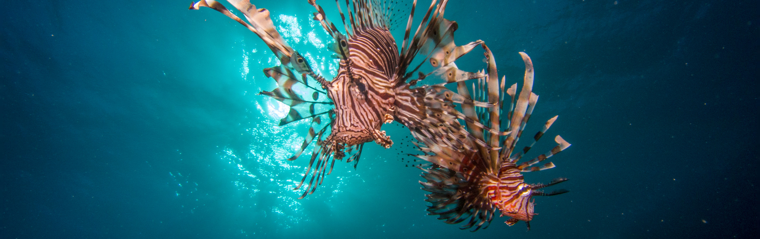 Two lionfish swimming gracefully with elongated, venomous spines and intricately patterned bodies in a serene blue underwater environment, illuminated by natural light from above.