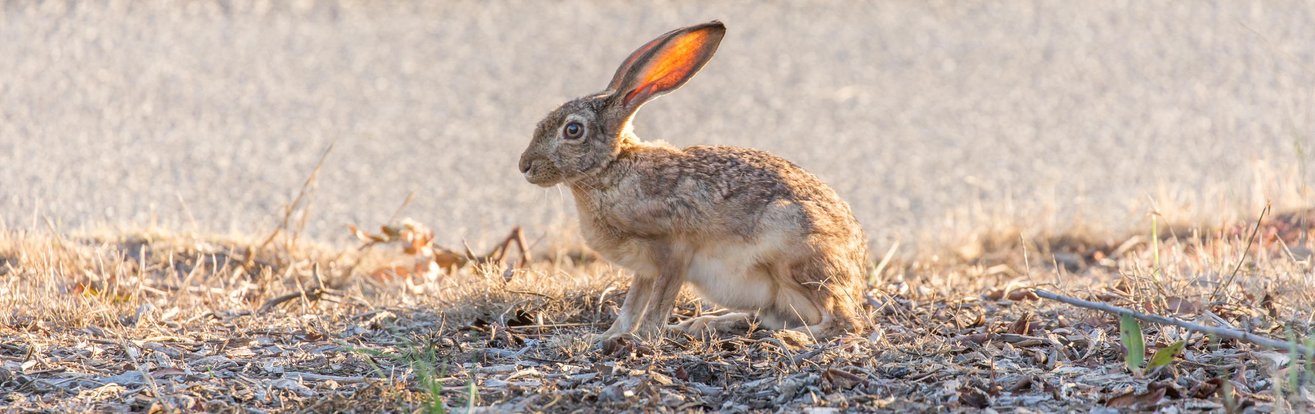 A wild hare captured in a natural setting with sunlit, glowing ears, standing alert on dry foliage as the sun sets, creating a luminous backdrop.