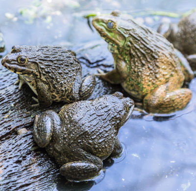 Two frogs sitting on a wet log, surrounded by water, representing creatures of the earth under the celestial canopy.