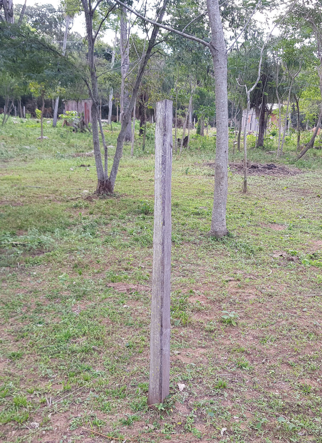 Image of a rustic, wooden post standing upright in a verdant field, surrounded by a variety of slender trees and lush greenery.