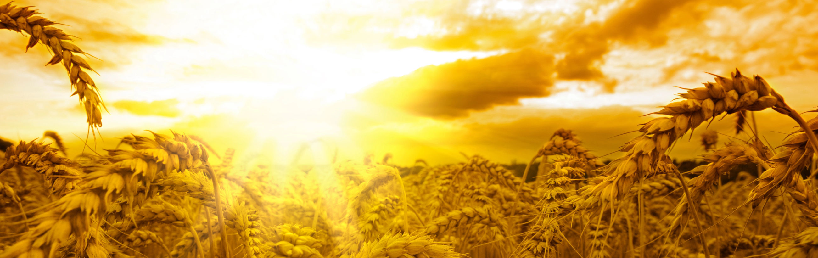 A panoramic view of a golden wheat field under a vibrant sunset, with rays of sunlight piercing through fluffy clouds, casting a warm glow over the undulating landscape.
