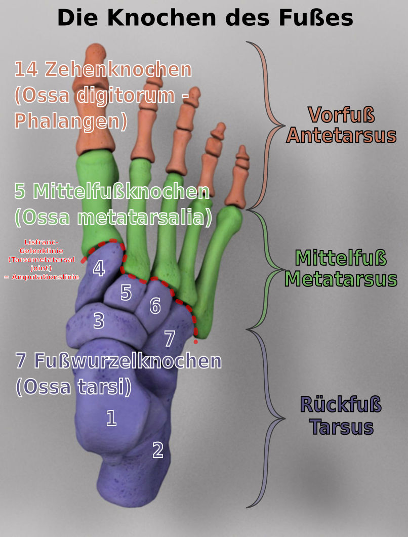 Anatomische Darstellung eines menschlichen Fußes mit farblich hervorgehobenen verschiedenen Knochen. Dazu gehören 14 Zehenknochen (Phalangen) in Orange, 5 Mittelfußknochen (Ossa metatarsalia) in Grün und 7 Fußwurzelknochen (Ossa tarsi) in Lila. Textbeschriftungen verdeutlichen die Namen und Anordnung der Knochen wie Vorderfuß, Mittelfuß und Rückfuß.