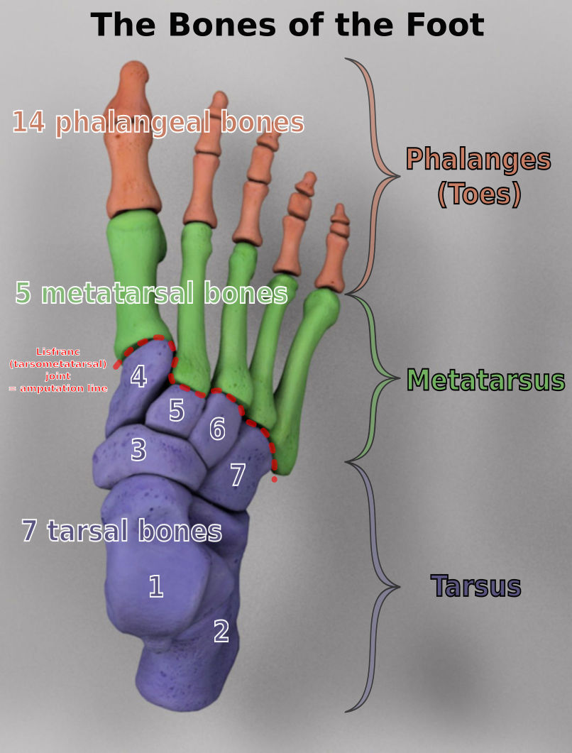 Detailed anatomical illustration of the human foot displaying its skeletal structure. It shows the division into three primary regions: 14 phalanges which form the toes, 5 metatarsal bones in the middle, and 7 tarsal bones near the ankle. Each bone is numbered and color-coded for clearer identification and educational purposes.