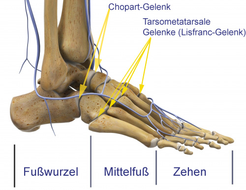 Anatomische Darstellung des menschlichen Fußes mit Beschriftungen der verschiedenen Knochenbereiche, einschließlich des Fußwurzel, Mittelfußes und der Zehen. Die Gelenke Chopart und Lisfranc sind farblich hervorgehoben und die umliegenden Strukturen wie Sehnen und Bänder sind detailliert gezeigt.