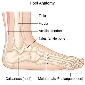 Illustration showing the anatomical structure of a human foot, including labeled parts such as the Tibia, Fibula, Achilles tendon, Talus, Calcaneus, Metatarsals, and Phalanges.